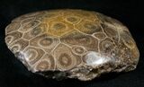 Polished Fossil Coral Head - Very Detailed #14650-1